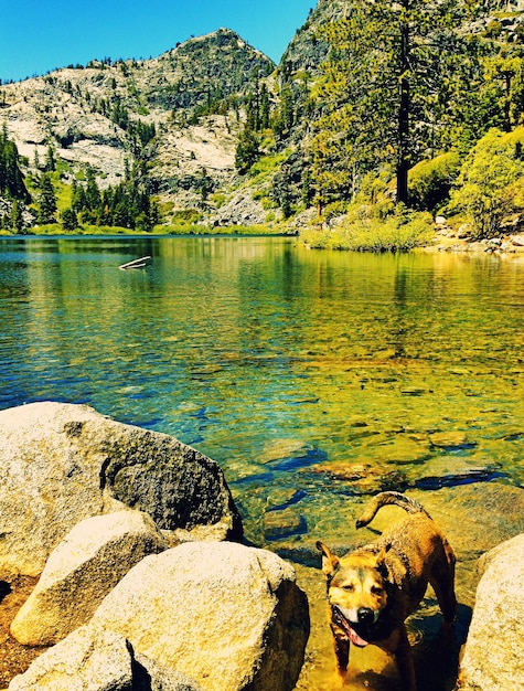 Foto cane in piedi vicino alle rocce in un lago calmo