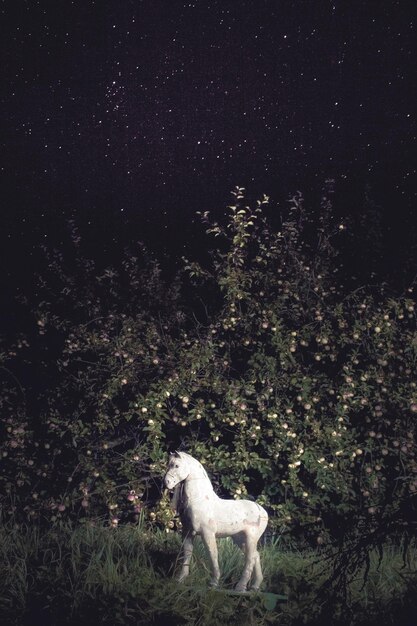 Photo dog standing by tree against sky at night