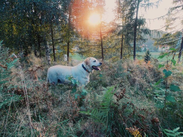 Foto cane in piedi vicino agli alberi nella foresta