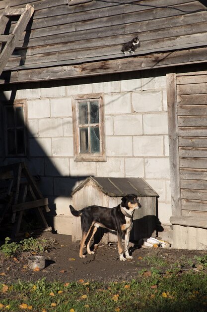 写真 建物の窓のそばに立っている犬