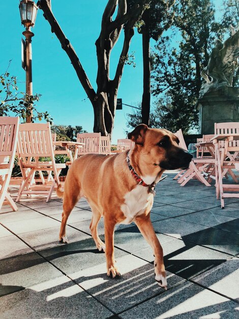 Foto cane in piedi su una sedia contro le piante