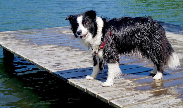 Foto cane in piedi sul ponte vicino al lago