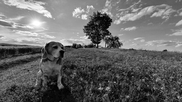 Foto cane in piedi sul campo contro il cielo