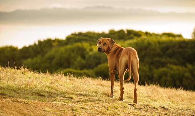 空に向かってフィールドに立っている犬