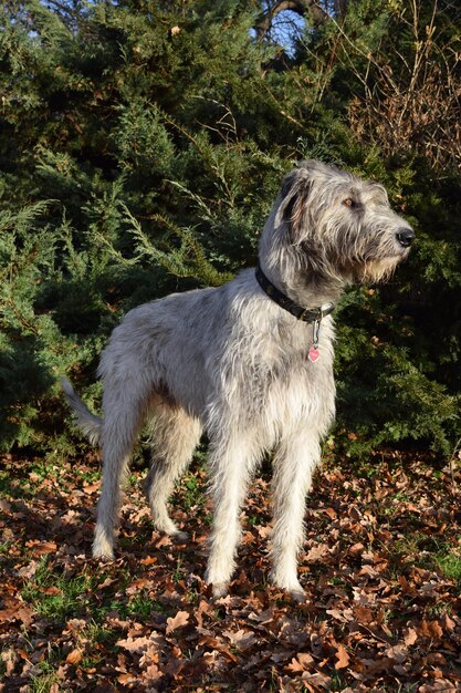 Photo dog standing on field during autumn