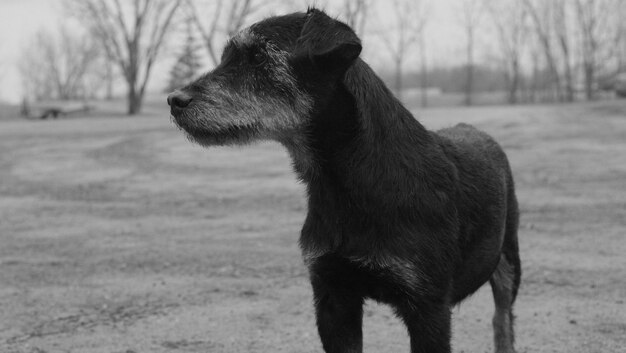 Photo dog standing on field looking away