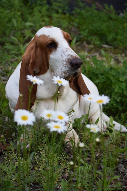 Photo dog standing on field