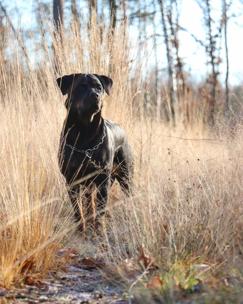 Dog standing on field