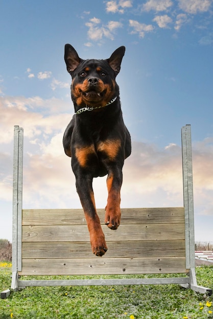 野原に立っている犬