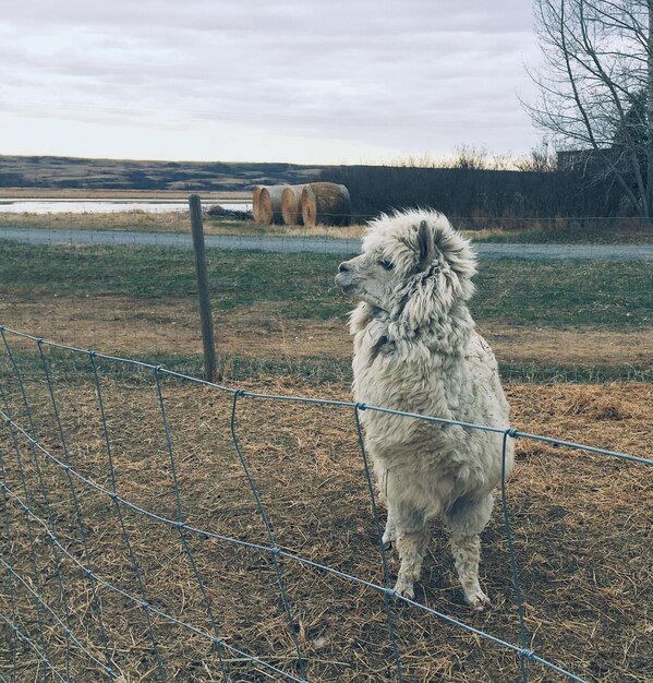 Photo dog standing on field