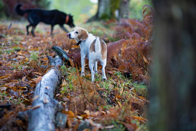 Photo dog standing on field