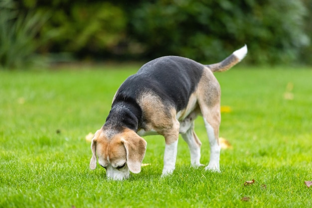 Photo dog standing on field