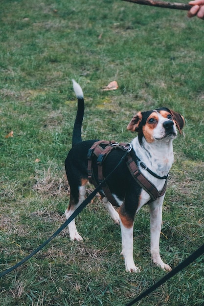 Dog standing on field