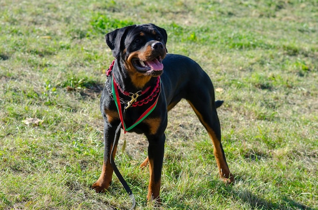 Photo dog standing in field