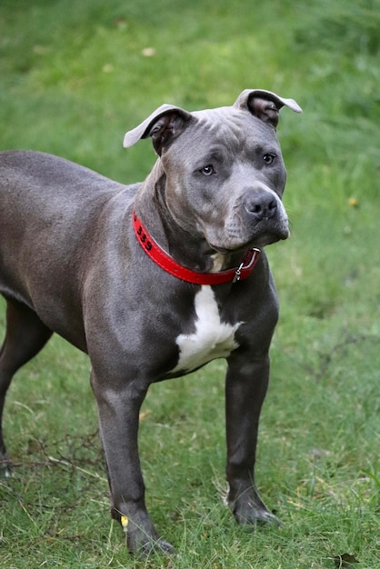 Dog standing on field