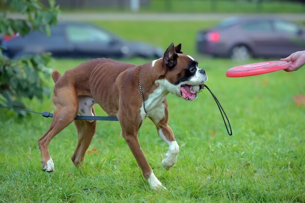 野原に立っている犬