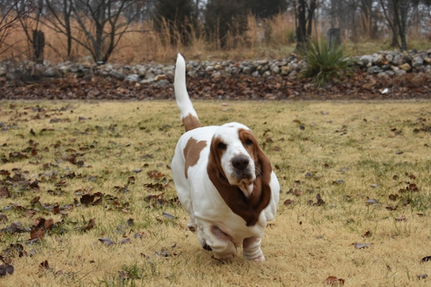 Foto cane in piedi in un campo