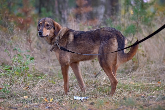 Photo dog standing in a field