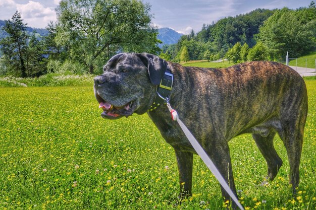 Foto cane in piedi sul campo