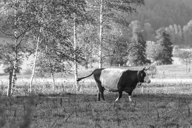 Photo dog standing in a field