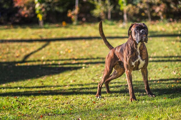 Photo dog standing in field