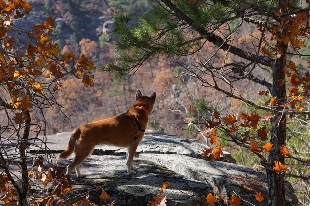 Foto cane in piedi in una foresta