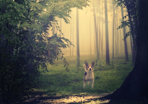 Photo dog standing in a forest