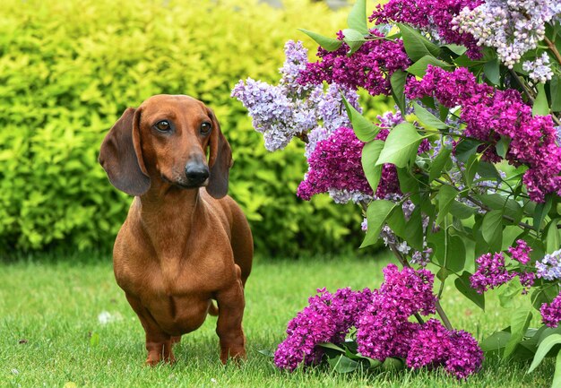 A dog standing in the grass next to a bush of purple flowers.