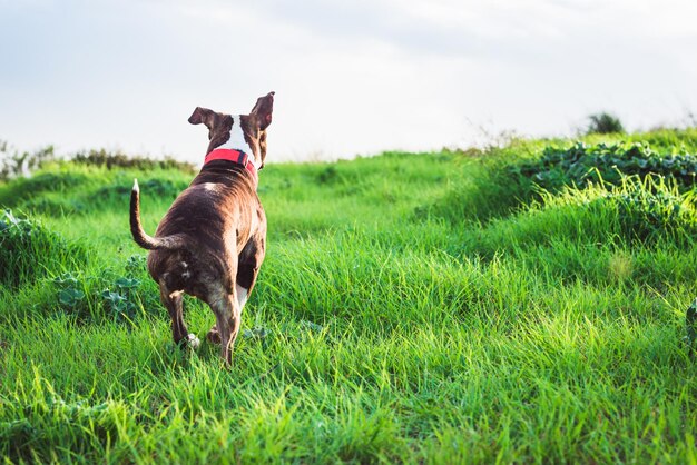 Photo dog standing on grass in field