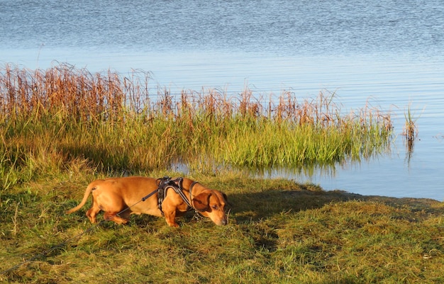 Foto cane in piedi sull'erba sulla riva del lago