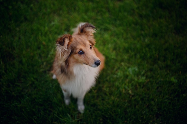 A dog standing on the grass looking up at the camera