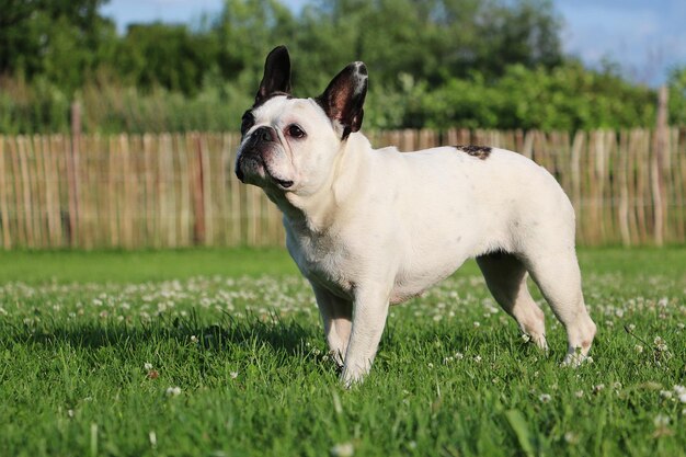 Photo dog standing on grass