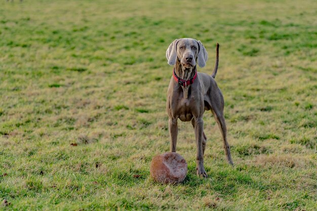 Dog standing on grass