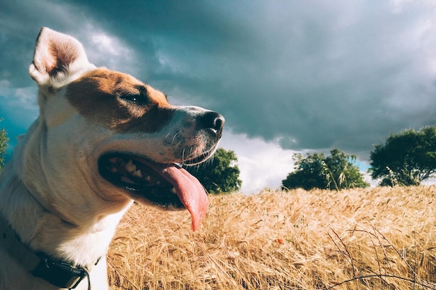 Dog standing on grassy field against cloudy sky