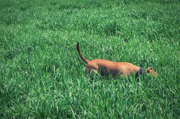 Photo dog standing in grassy field