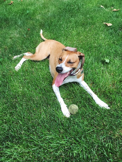 Dog standing on grassy field