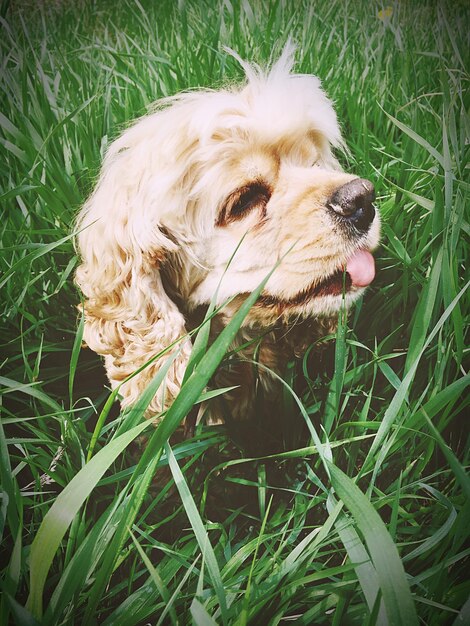 Foto cane in piedi su un campo erboso