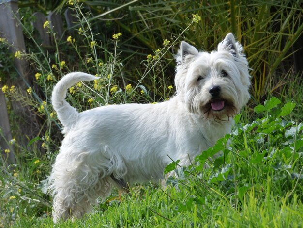 Foto cane in piedi sull'erba verde