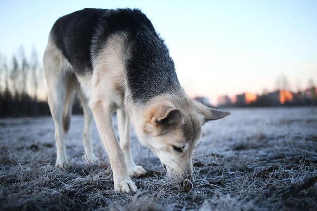 写真 野原に立っている犬