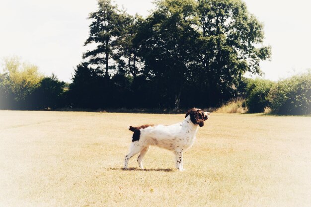 写真 野原に立っている犬