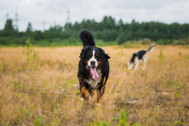 写真 野原に立っている犬