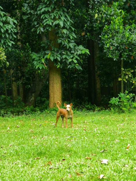 사진 나무 에 맞서 잔디 에 서 있는 개