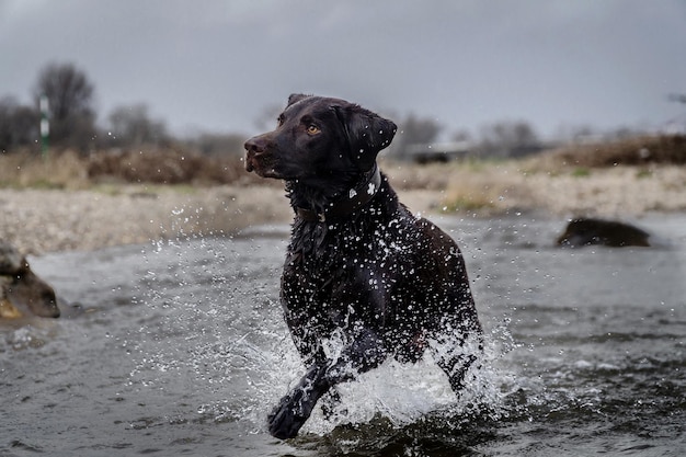 写真 水の中に立っている犬