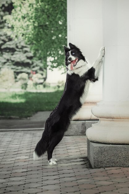 後ろ足で立ってカメラを見上げる犬。