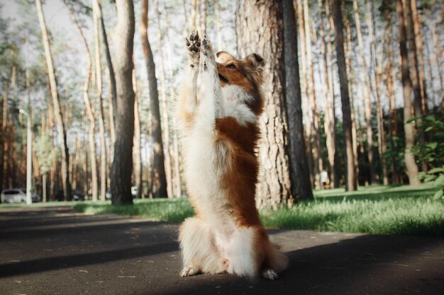 A dog standing on its hind legs in the woods