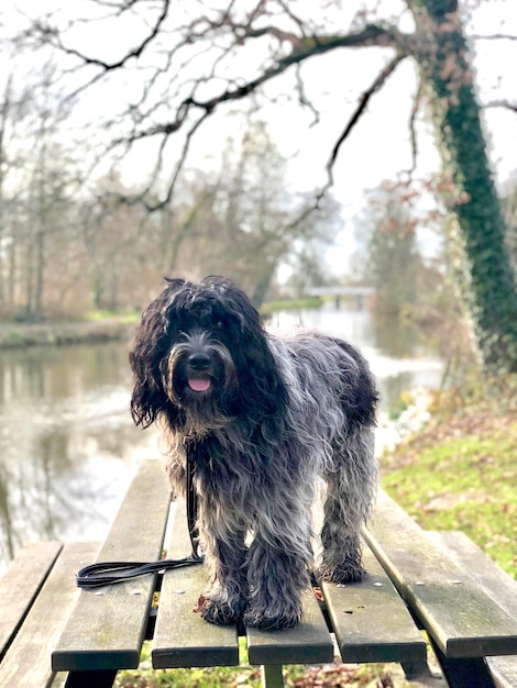 Foto cane in piedi in un lago
