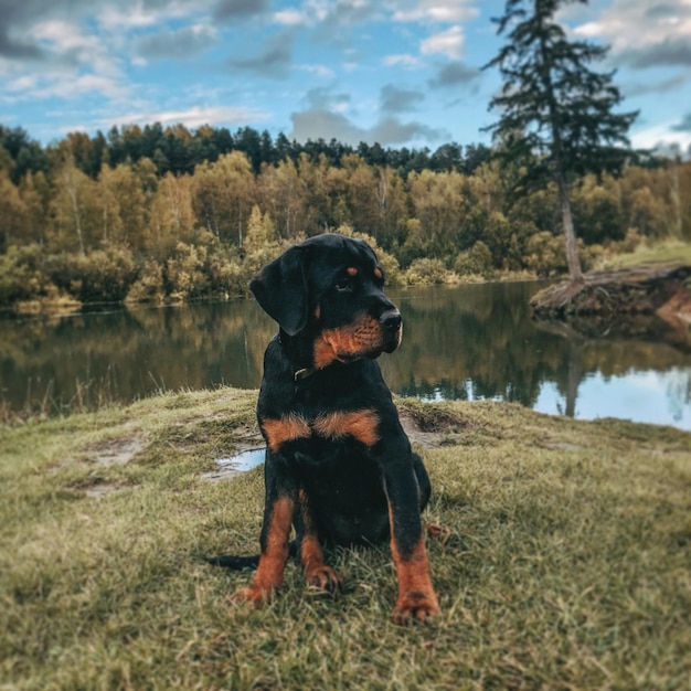 湖に立っている犬