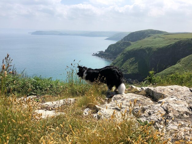 Photo dog standing on land by sea against sky