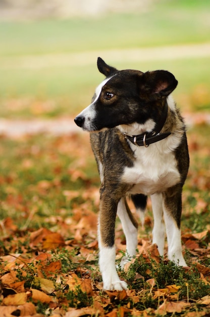 葉で覆われた畑に立っている犬