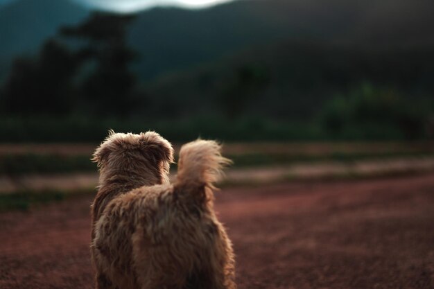 Dog standing looking at dirt road